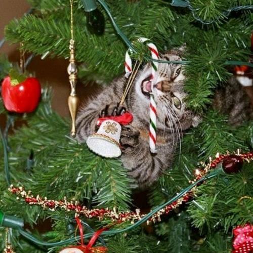 Gatos e a irresistível árvore de Natal