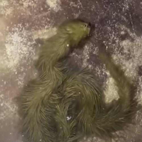 Criatura verde e peluda parecida com um alienígena é encontrada...