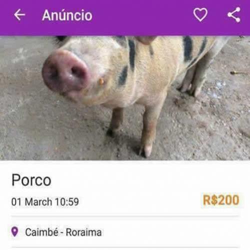 Vende se um porco
