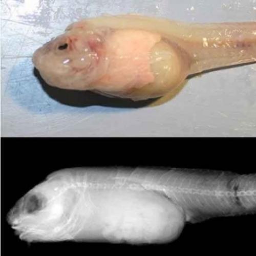 O peixe caracol é o vertebrado de habitat mais profundo da Terra.