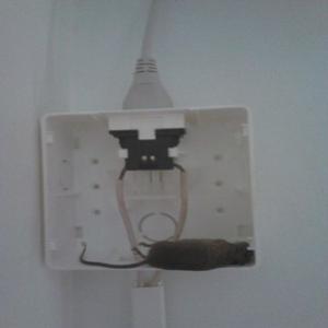Rato morto em ratoeira elétrica artesanal