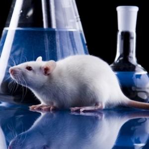 Cientistas implantam falsas memórias em ratos (com video)