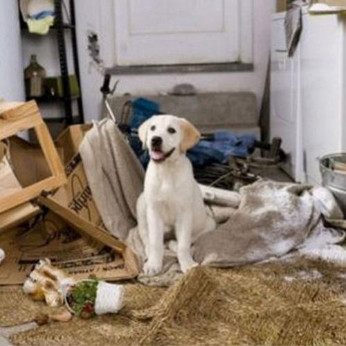 Cinco problemas mais comuns dos cães