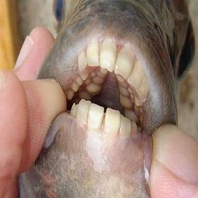 Pacú o peixe comedor de testículos humanos é encontrado na França