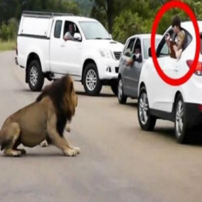 Leão mostra a turistas porque devem permanecer em seus carros