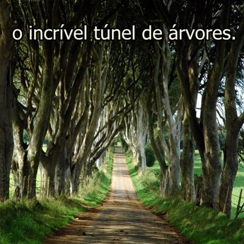 O maravilhoso túnel de árvores!