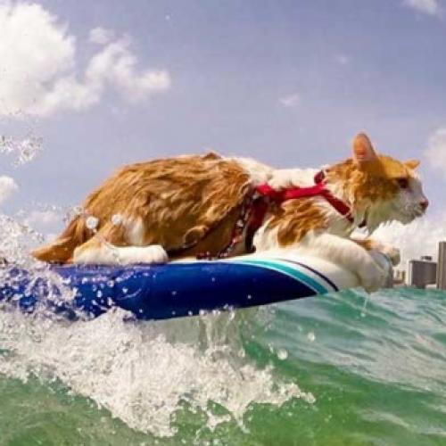 Com apenas um dos olhos, gato pega onda no Havaí