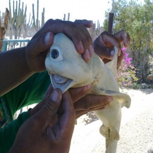 18 imagens das criaturas mais estranhas do planeta