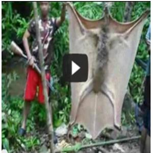 Morcego Gigante capturado por caçadores