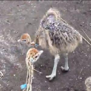 Bebês avestruz dançando lambada, VÍDEO!