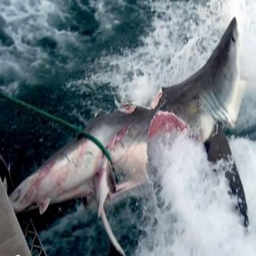 Monstro que devorou tubarão pode ter mais de 6 metros.