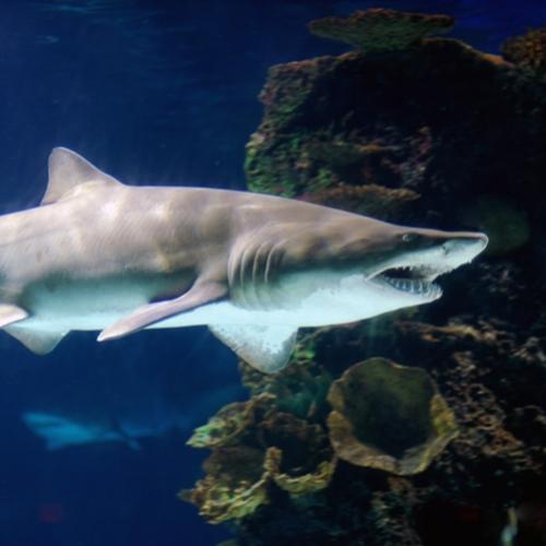 Filhotes de tubarões devoram uns aos outros no útero