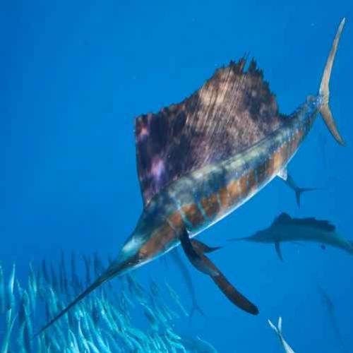 O peixe mais rápido do mundo, conheça o peixe-vela