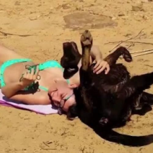 O cão que não deixa ninguém tomar sol