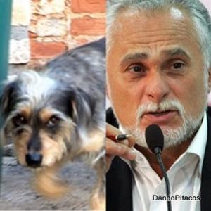 O político e a cadelinha