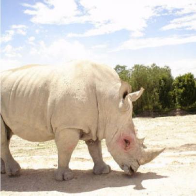 A beleza imponente e ameaçada do Rinoceronte-Branco