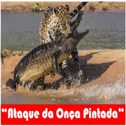 Documentário mostra ataque de Onça Pintada em Jacaré no Pantanal brasi