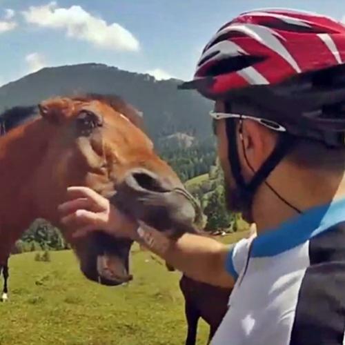 Ataques de animais nervosinhos - Sem cenas fortes