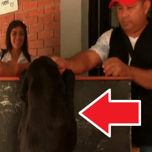 Cachorro que compra lanche com folhas na cantina da escola