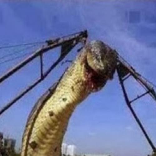 Conheça a maior cobra que já existiu no mundo! 