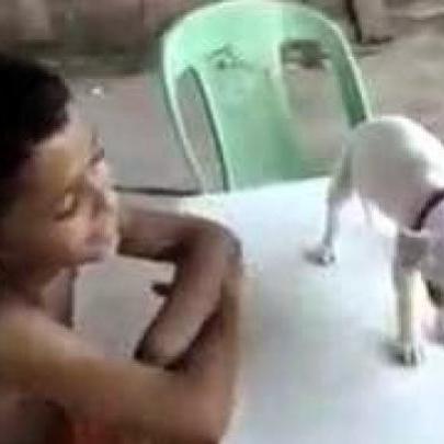 Veja incrível cachorro dorme com musica