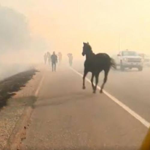 Cavalo salva dois cavalos de incêndio florestal