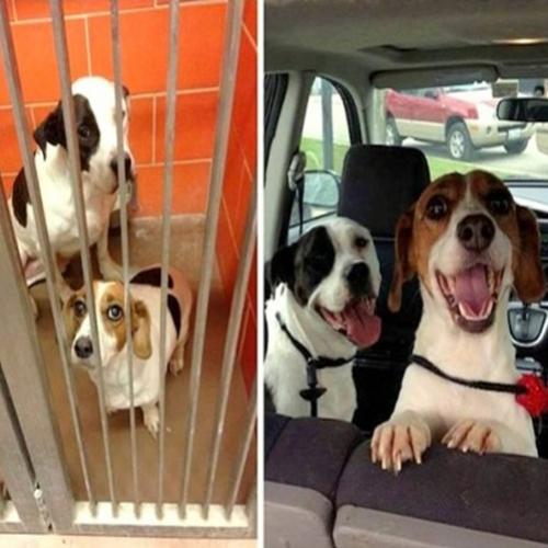 30 Imagens de cães antes e depois de serem resgatados