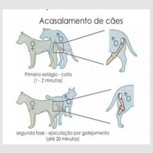 Por que os cachorros ficam agarrados na hora do acasalamento? 