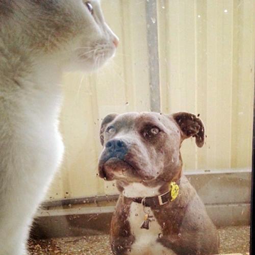 20 Fotos de encontros inusitados de cães e gatos