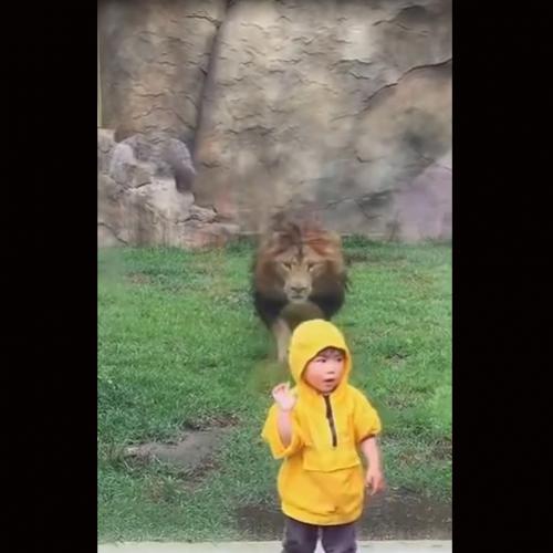 Leão tenta atacar criança e se dá muito mal.