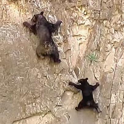 Ursos demonstram habilidade fora do comum escalando como profissionais