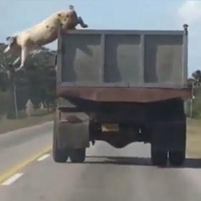 Porco salta de caminhão em movimento em plena rodovia