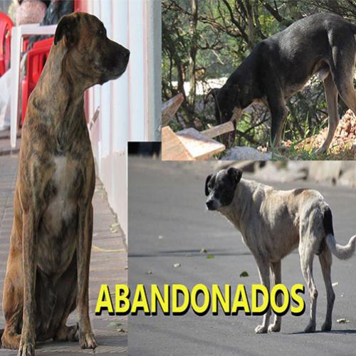 Ajudando Cão desabrigado vivendo na rua