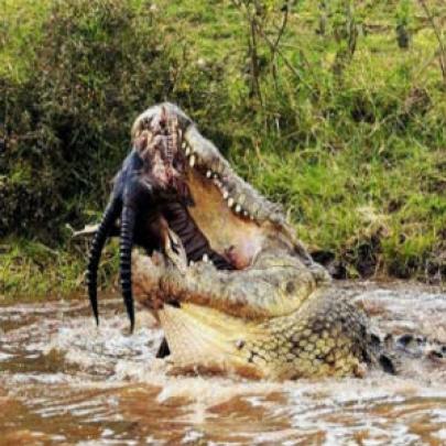 O maior crocodilo do mundo