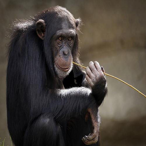 Quais são os animais mais inteligentes do mundo e como sabemos?