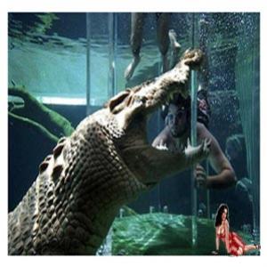 Parque aquático da Austrália coloca turistas frente a frente com croco
