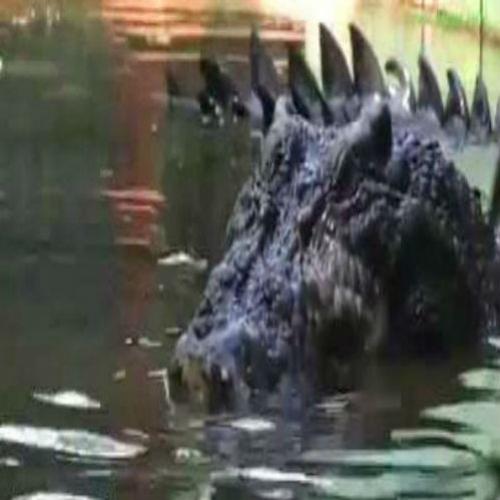 Maior crocodilo do mundo mantido em cativeiro