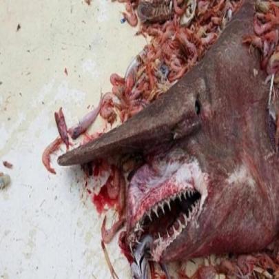 Pescador captura raro tubarão-duende no Golfo do México
