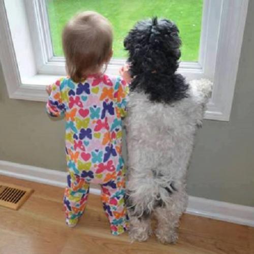 Amizade entre cães e bebês