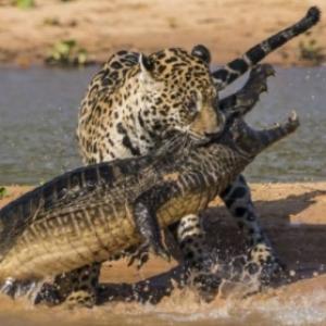 Duelo feroz! Onça ataca jacaré no Pantanal de Mato Grosso do Sul
