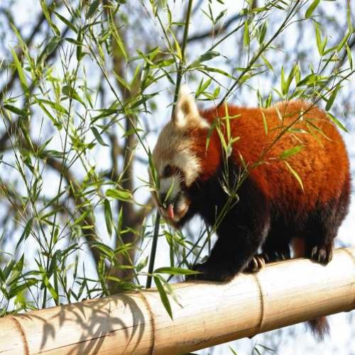 Os ancestrais do panda vermelho