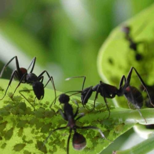 Como as formigas conseguem carregar tanto peso?