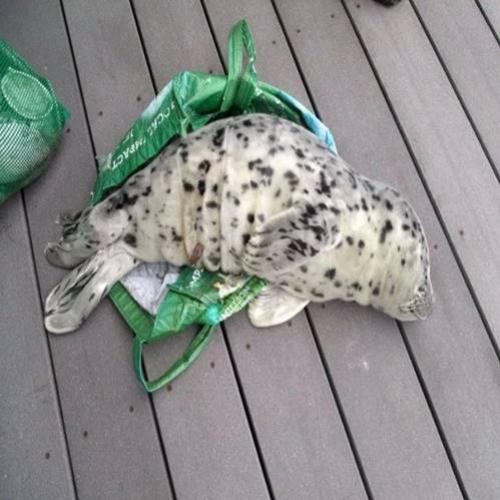 Bebê foca morre após ser levado para casa em sacola por banhista