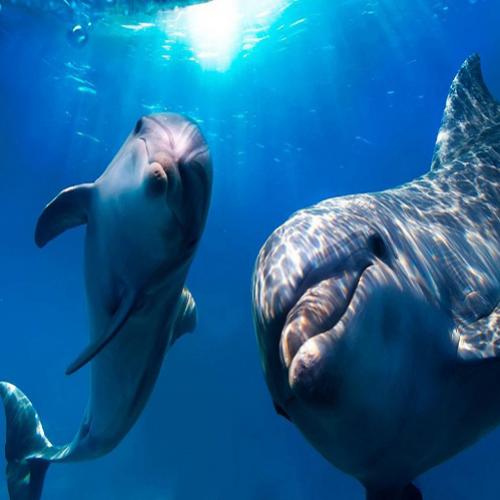 Curiosidades fascinantes sobre comunicação dos golfinhos