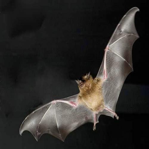 Curiosidades surpreendentes sobre os morcegos 