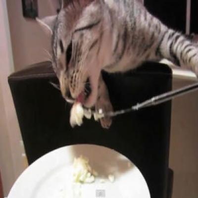 Gato surpreende ao comer usando garfo