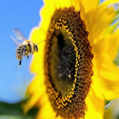 Ciência busca causa de colapso das colônias de abelha no mundo