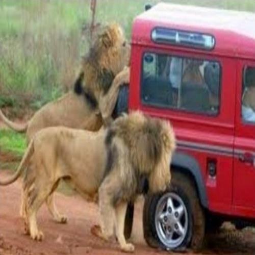Turista é devorado por leões no meio da selva! 