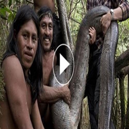   Vídeo flagra maior cobra do mundo capturada à mão na selva amazônica