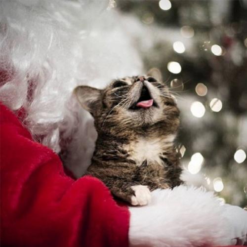 12 Gatos que entraram com tudo no espírito natalino
